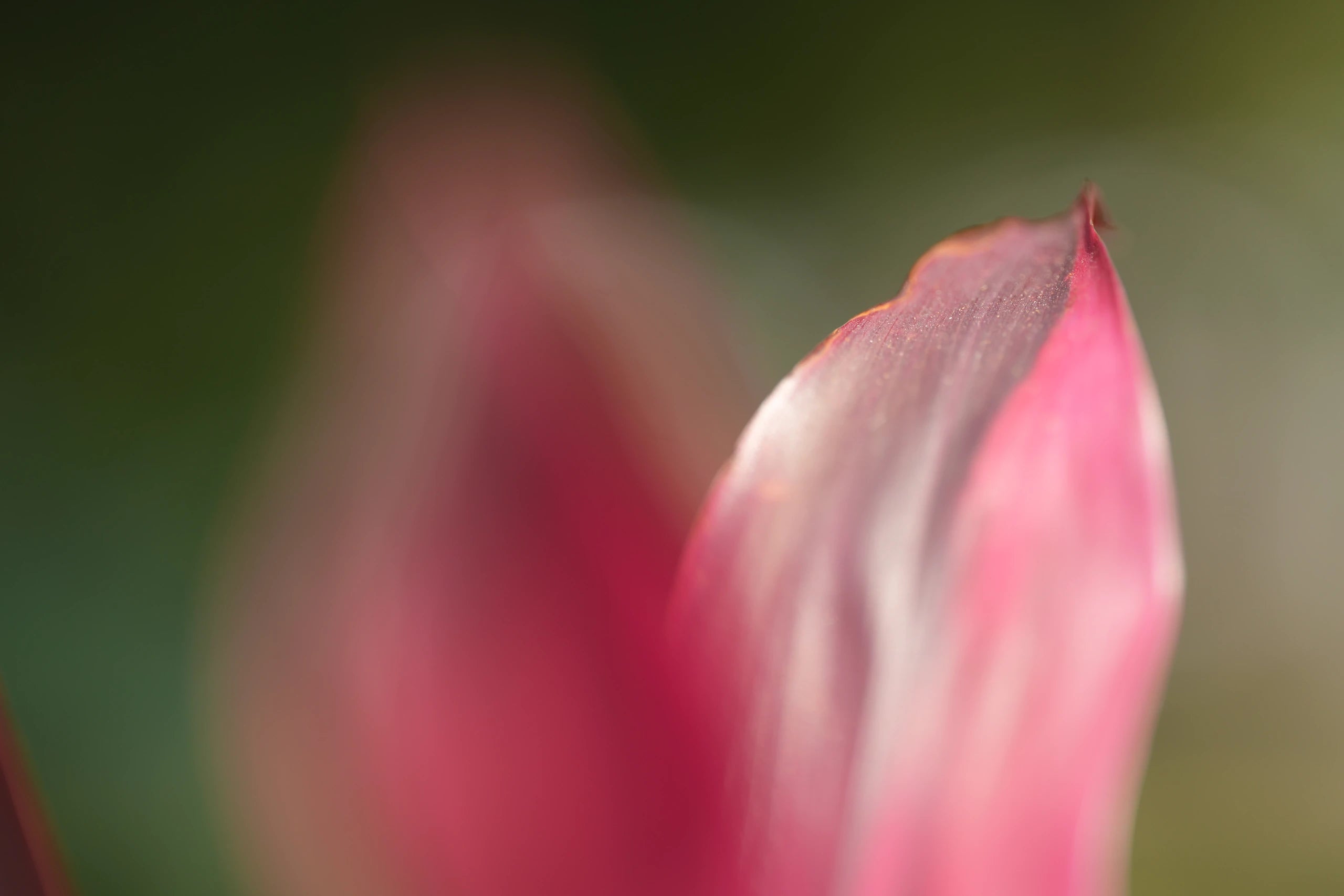 MUSE PRIME 135 mm Macro sample 3