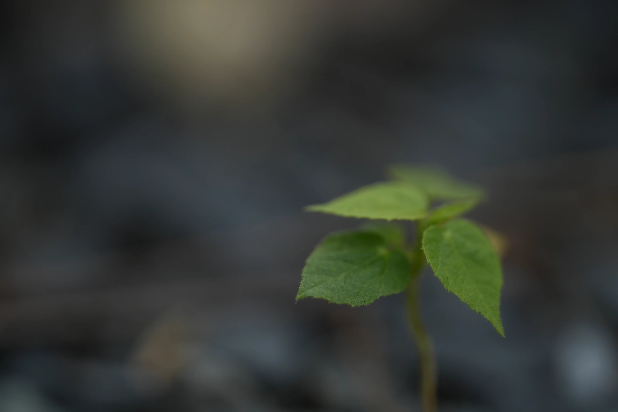 MUSE PRIME 135 mm Macro sample 5