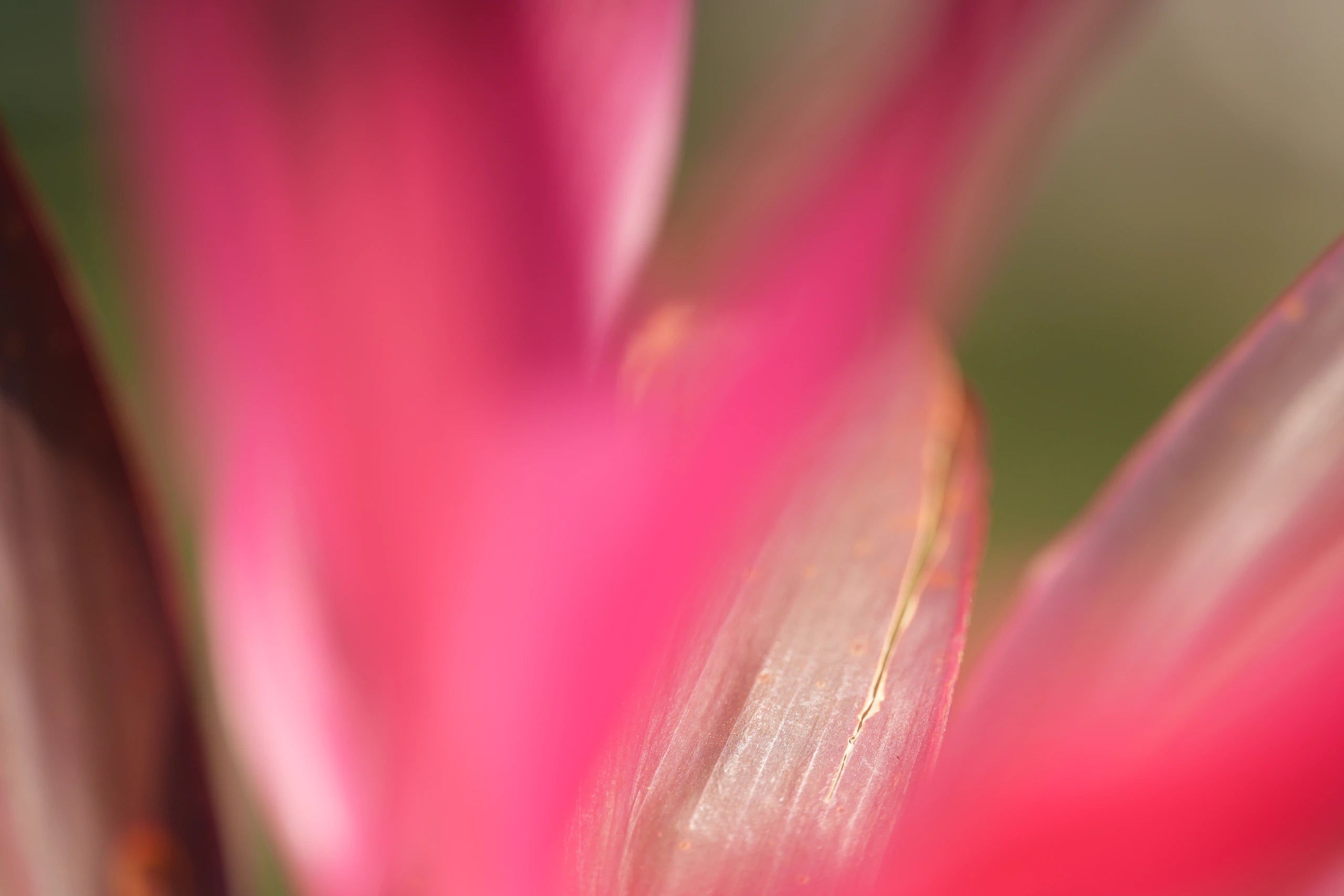 MUSE PRIME 135 mm Macro sample 2