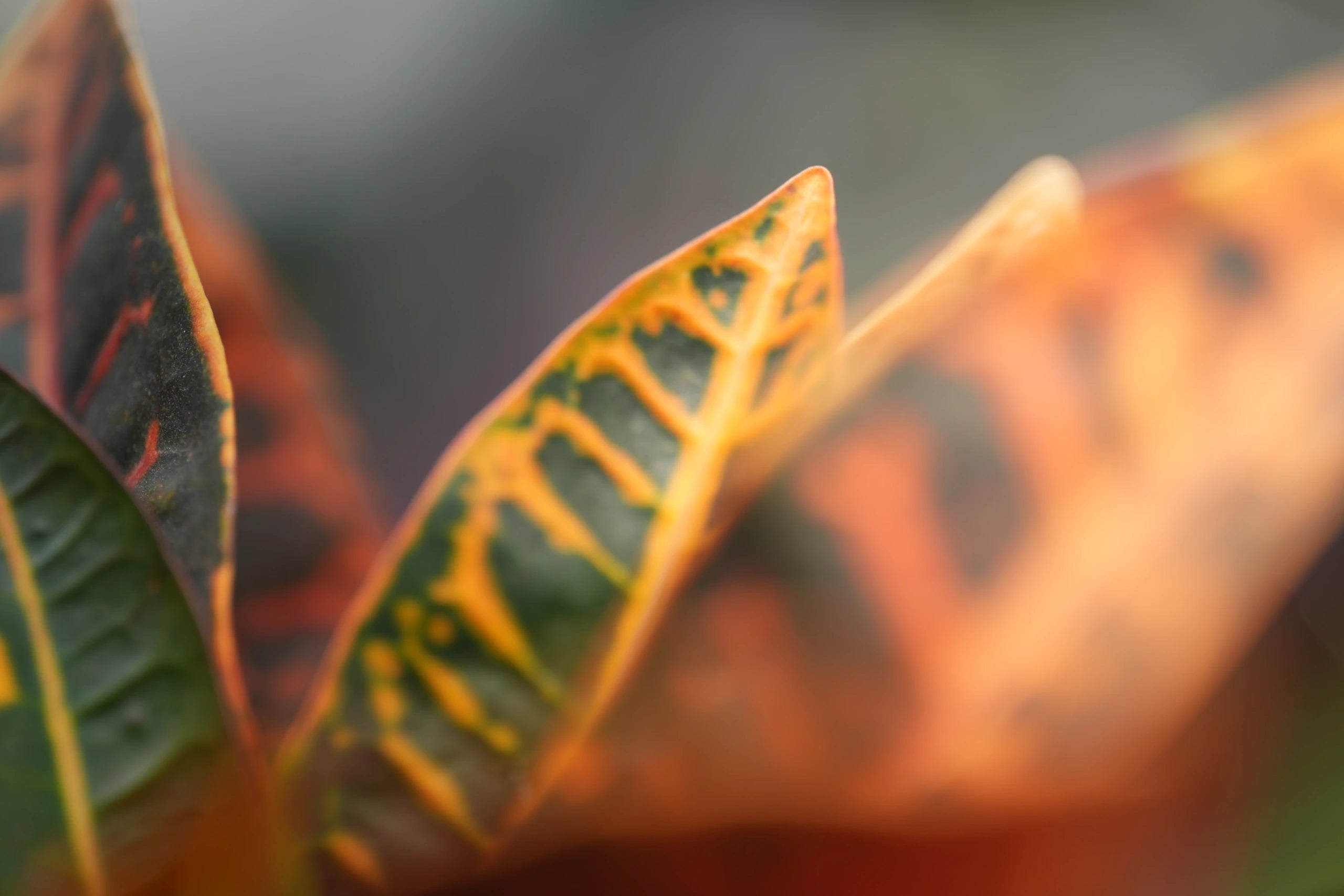 MUSE PRIME 135 mm Macro sample 4